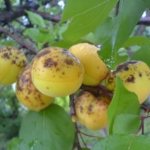 Diseases of apricot: description of diseases and methods of struggle