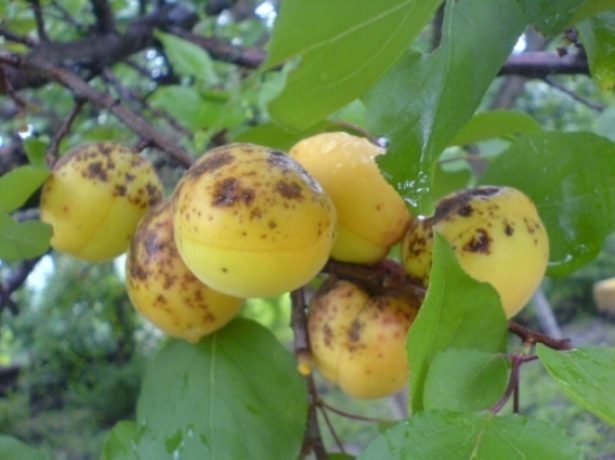 Mga karamdaman ng aprikot: paglalarawan ng mga sakit at pamamaraan ng pakikibaka