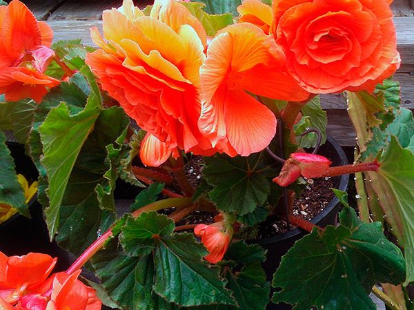 Begonia diseases: leaves wither at the edges