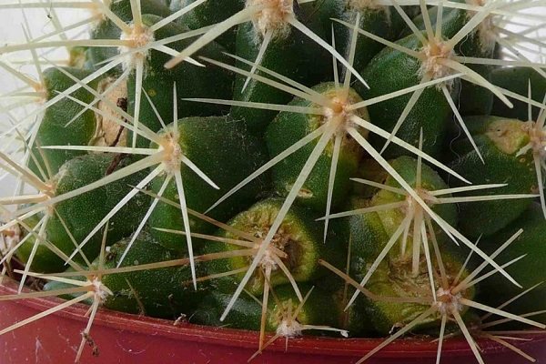 Mga sakit na Echinocactus