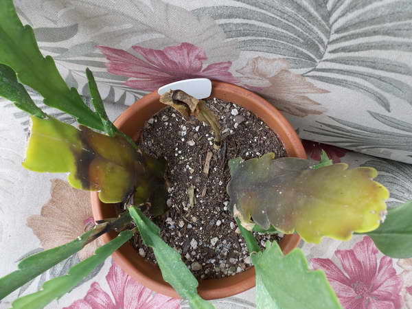 Epiphyllumsjukdomar - foto av svartrutt