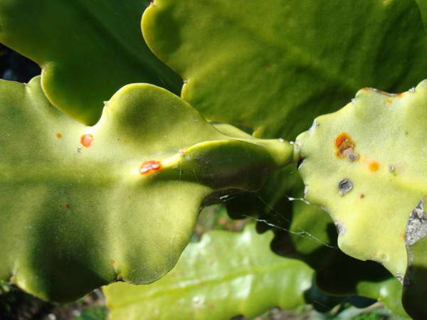 Bolile Epiphyllum - foto de rugină