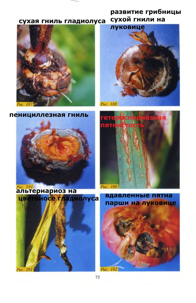 diseases of gladioli, diseases of gladioli photos and description, diseases and pests of gladioli, pictures, control measures, gray rot, septoria