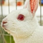 أمراض العيون في الأرانب لماذا تتفاقم وتلتصق ببعضها البعض