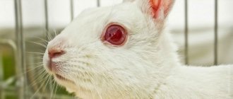 Болести на очите при зайци, защо те се загнояват и залепват