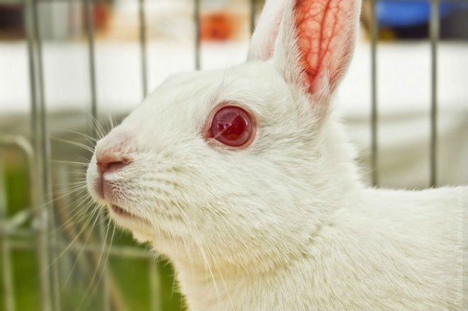 Заболявания на очите при зайци, защо те се загнояват и залепват