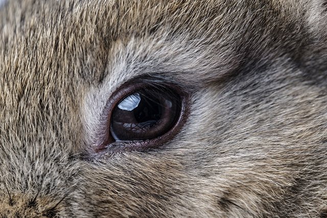 Заболявания на очите при зайци, защо те се загнояват и залепват