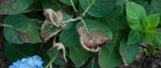 Hydrangea diseases and their treatment