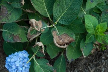 Hydrangea diseases and their treatment