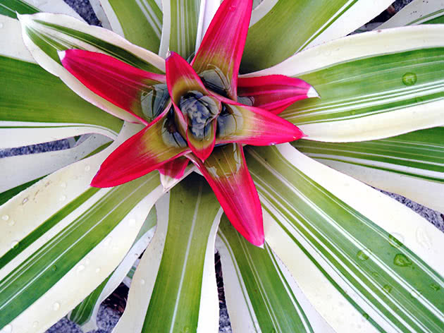 Diseases and pests of bromeliads