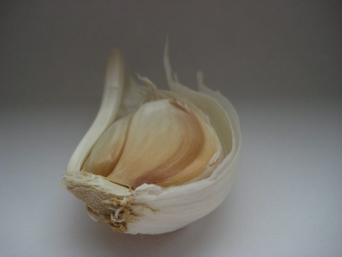 Diseases and pests of garlic and their control