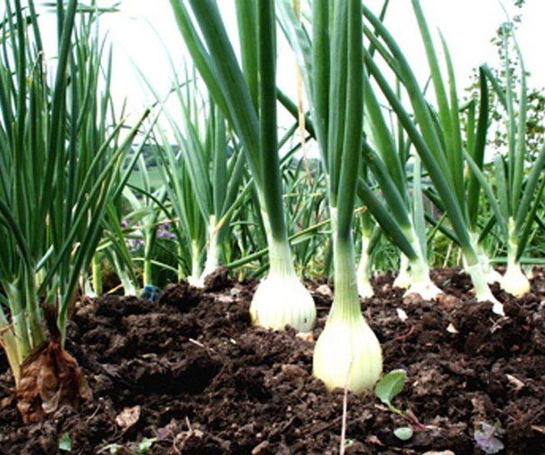 Diseases and pests of garlic and their control