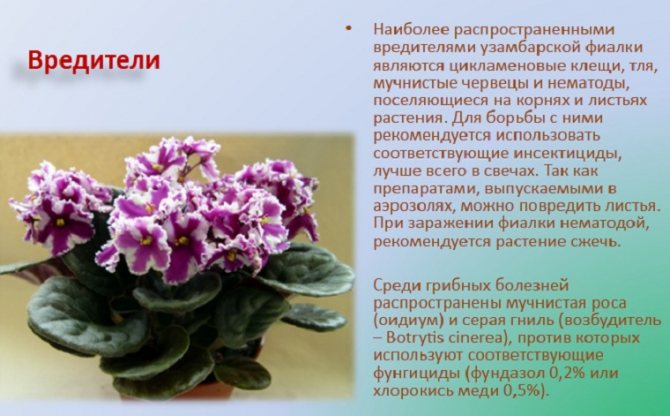 Sjukdomar och skadedjur av violer
