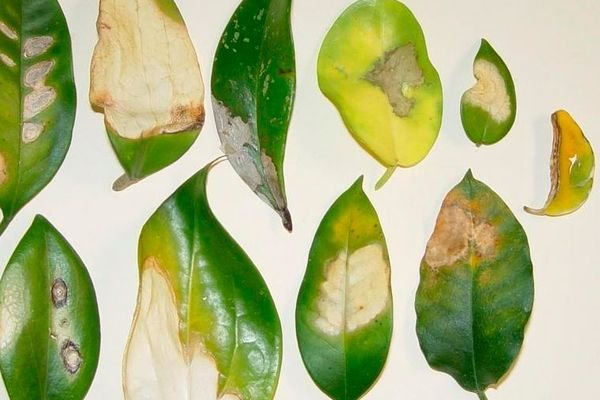 Hoya diseases and pests