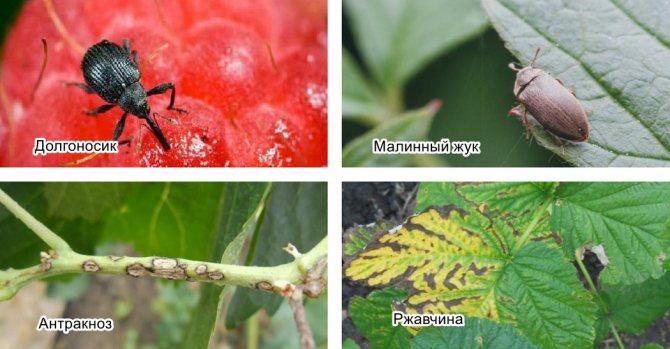 Diseases and pests of raspberries