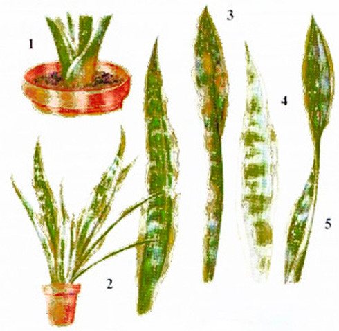 Diseases and pests of sansevieria