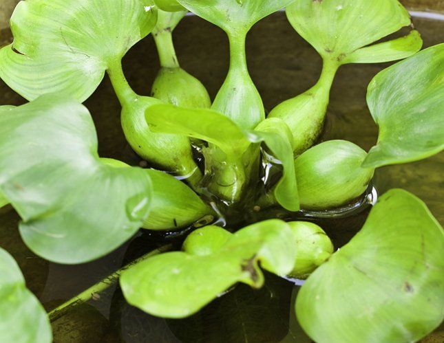 Mga karamdaman at peste ng hyacinth ng tubig