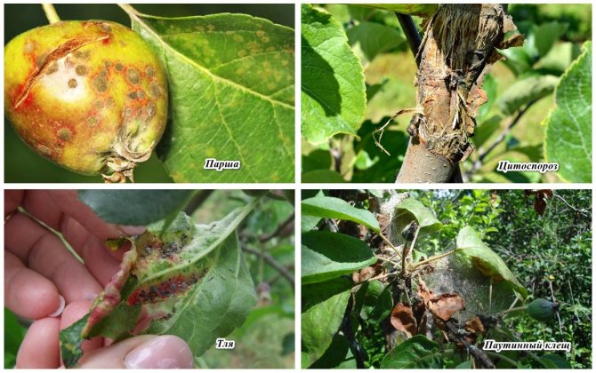 Diseases and pests of the apple tree
