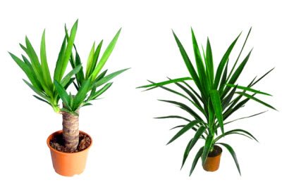 Penyakit dan perosak yucca: tanda, sebab dan rawatan tanaman