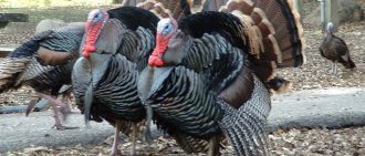Diseases of turkeys and poults: photos, symptoms and how to treat them