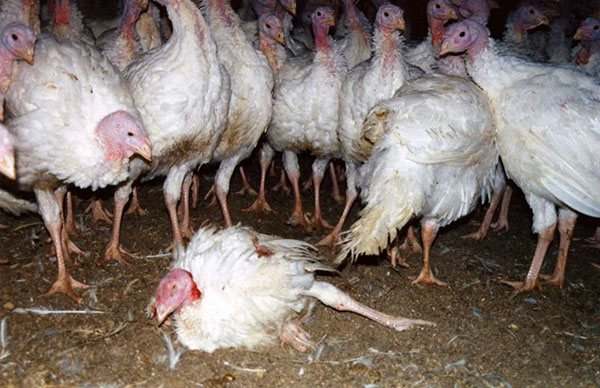 Diseases of turkeys and poults: photos, symptoms and how to treat them