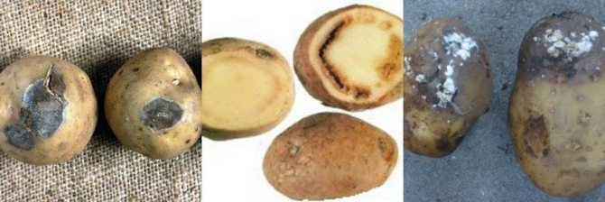 Болести при съхранение на картофи