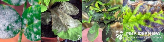 صور أمراض النباتات الداخلية