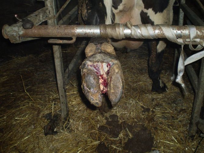 Болести на копитата при кравите