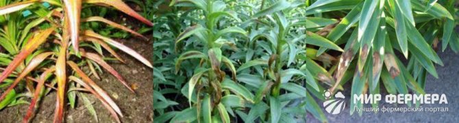 Lily diseases and their symptoms