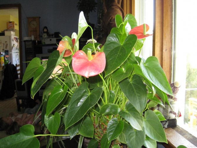 anthurium květinové listové onemocnění