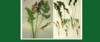 Diseases of carrots: variegated dwarfism