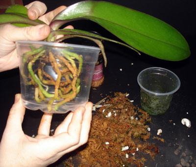 заболявания на орхидеите и тяхното лечение