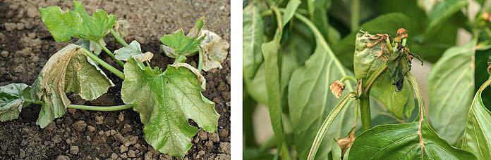 pepper diseases and the fight against them photo