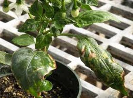 mga sakit sa greenhouse pepper