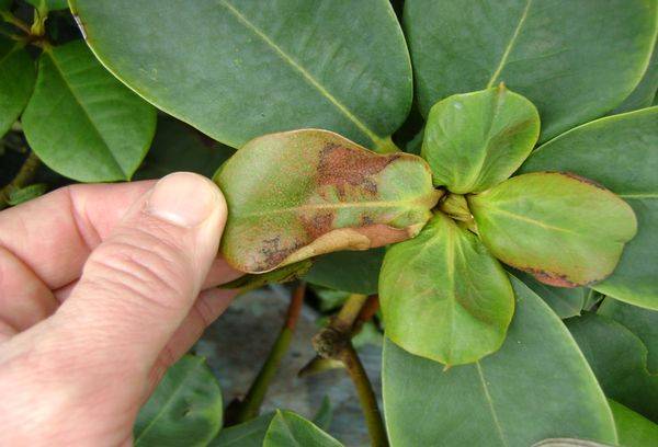 Rhododendron disease