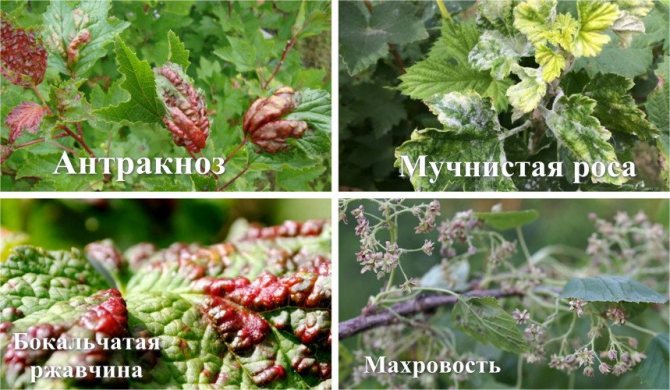 Diseases of the currant