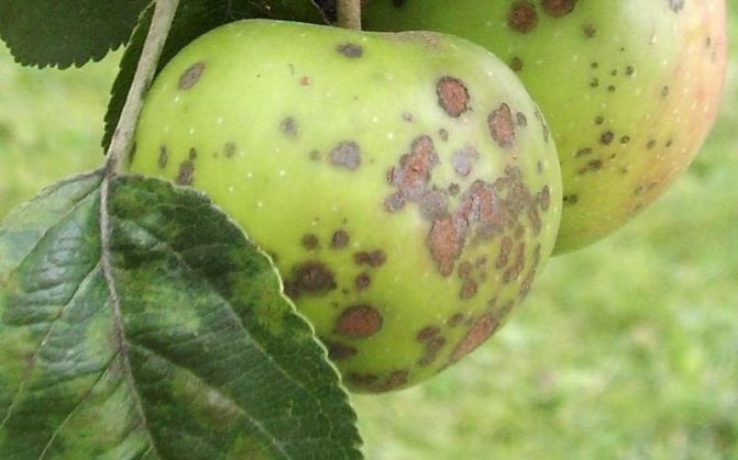 أمراض جذع أشجار التفاح: علاماتها وعلاجها (مع الصورة) الصورة