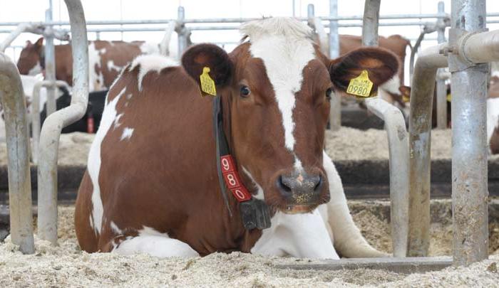 Болести на ставите на крайниците на говедата