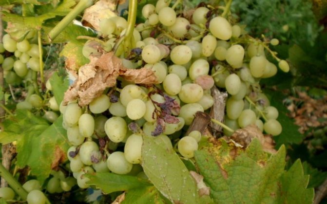 Diseases of grapes and how to treat them (with photo)