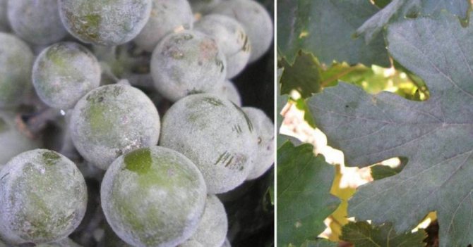 Diseases of grapes. Oidium (powdery mildew or ash).