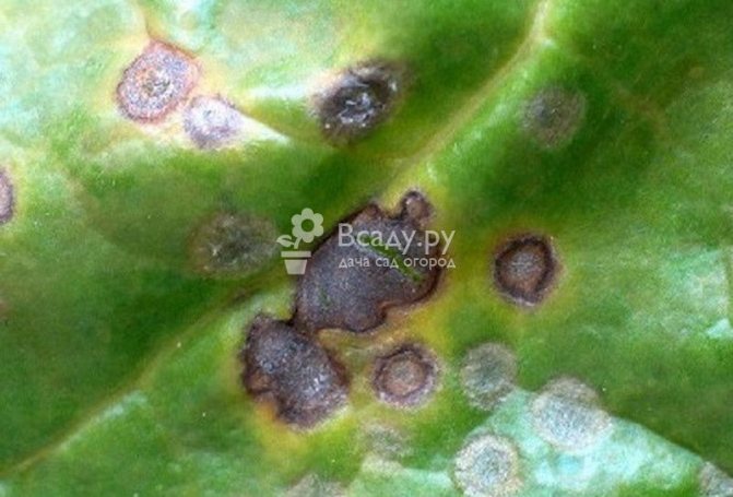 Honeysuckle diseases - cercospora
