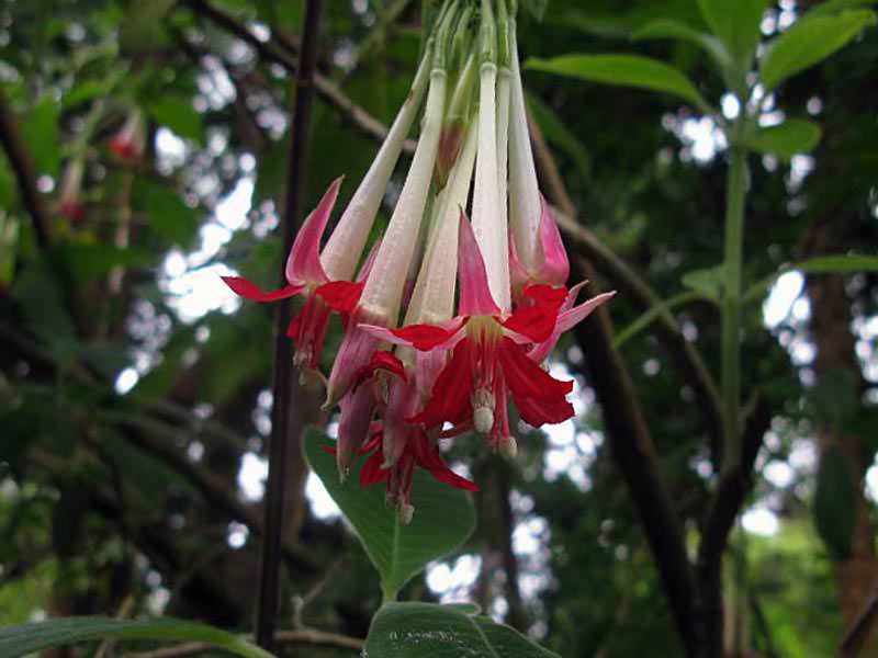 Fuchsia boliviană (Fuchsia boliviana)