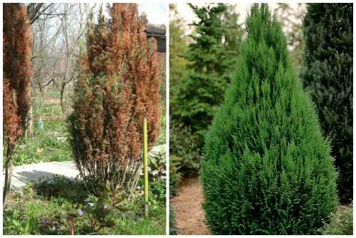 sick and healthy cypress