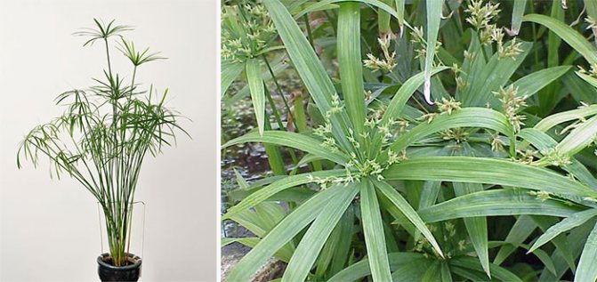 Блатно растение Ciperus