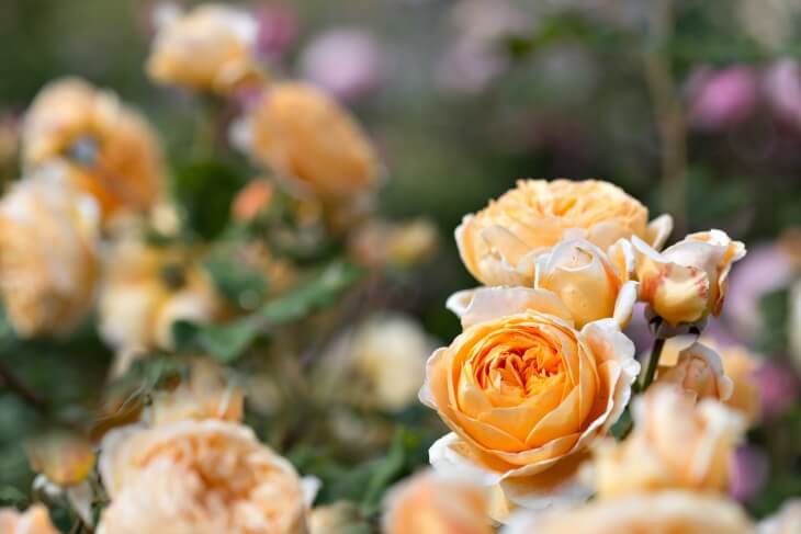 Sebilangan besar mawar perlu disiram semasa pembentukan tunas.