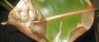 Големи кафяви петна по листата на фикус