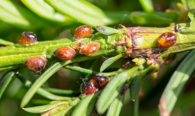Malaking mga kumpol ng mga scale insekto sa thuja