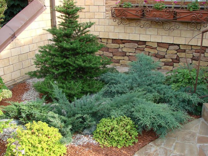 large tall conifers in the landscape design of the suburban area
