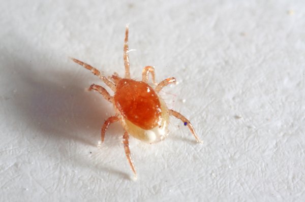 Most gamazids are much smaller than members of the genus Ixodes.