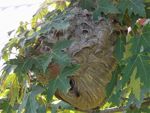 Sarang lebah yang hebat di atas pokok